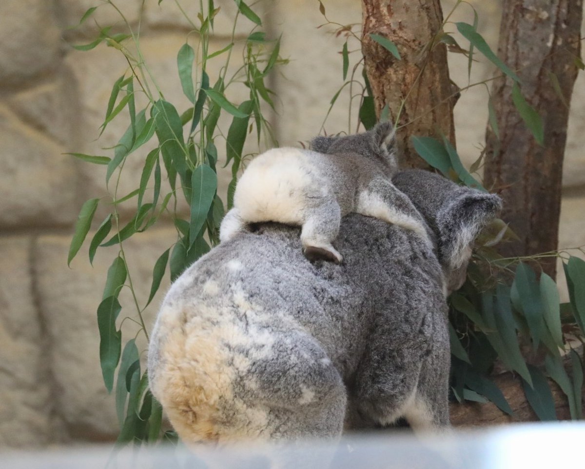 higashiyama5555's tweet photo. オムツにしか見えない コアラの赤ちゃんの白い お尻🐨

りんと赤ちゃん🐨🐨
#東山動植物園　#コアラ https://t.co/tUFKJElzyq