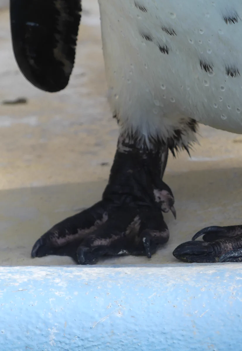 上野動物園［公式］ on X: 