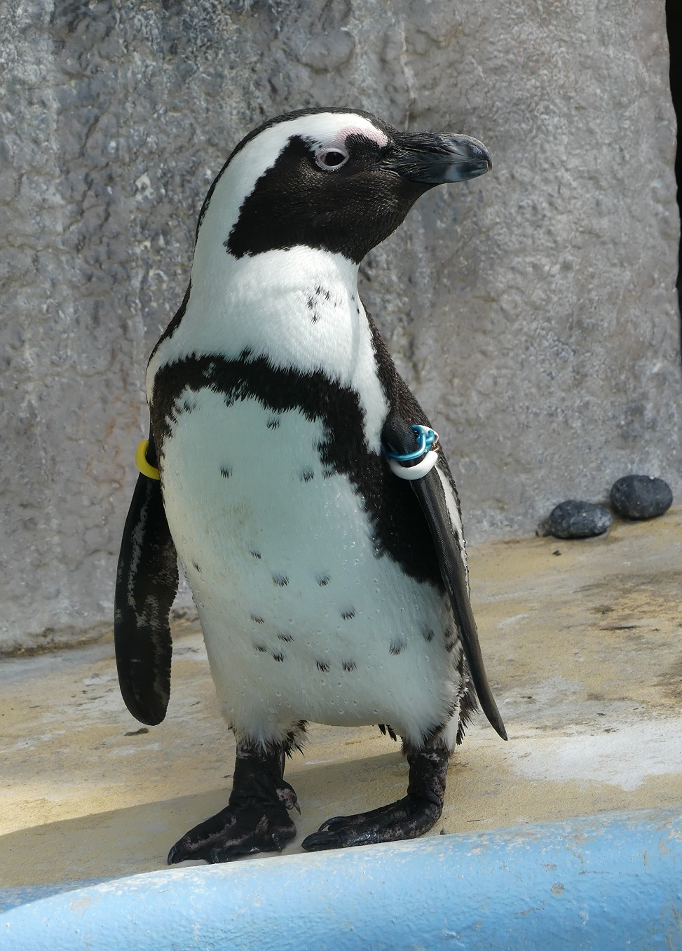 上野動物園［公式］ on X: 