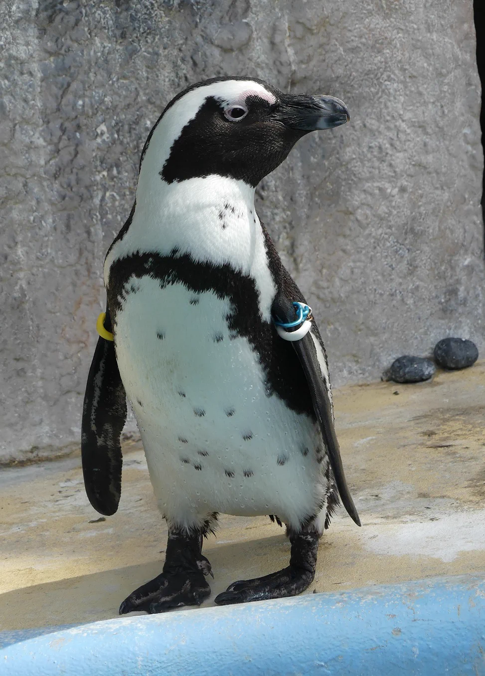 上野動物園［公式］ on X: 
