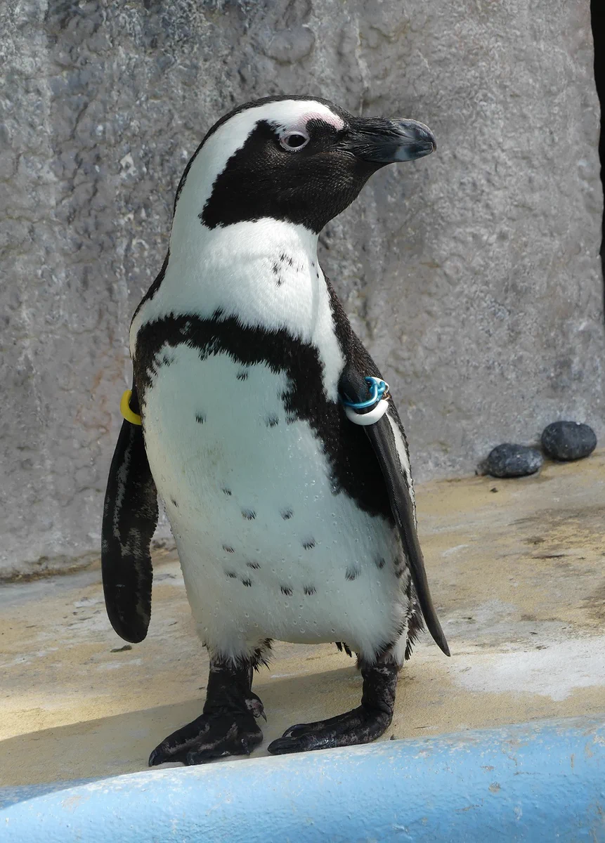 上野動物園［公式］ on X: 