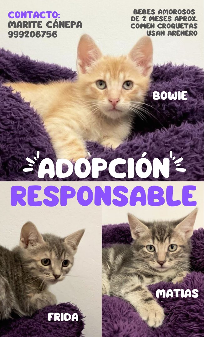 Gatitos rescatados en Barranco Si estas interesado escríbenos al 999206756 - MARITÉ CÁNEPA.
.
.
.
 #AdopciónResponsable  #adoptaConelCorazon #adopta #adoptaConelCorazon