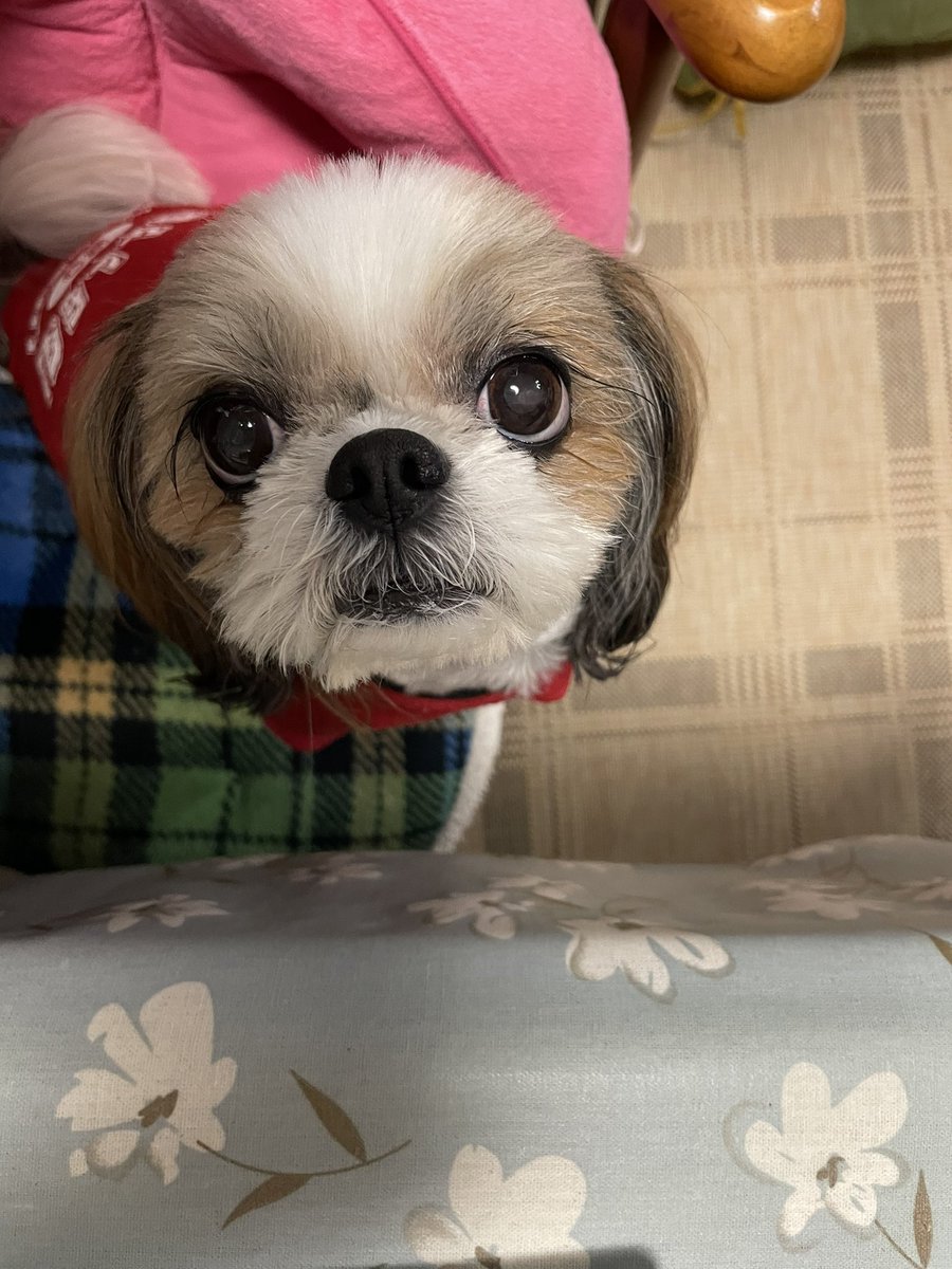 sk45th38's tweet photo. @momich0su わかりまちた🐶💕 https://t.co/GAYMPPVV7c