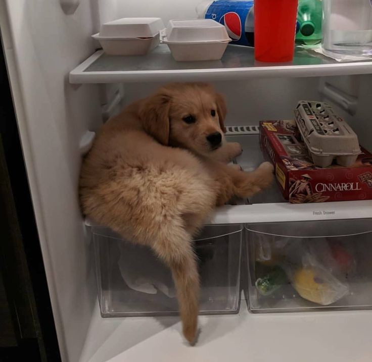 Doglover tweet media