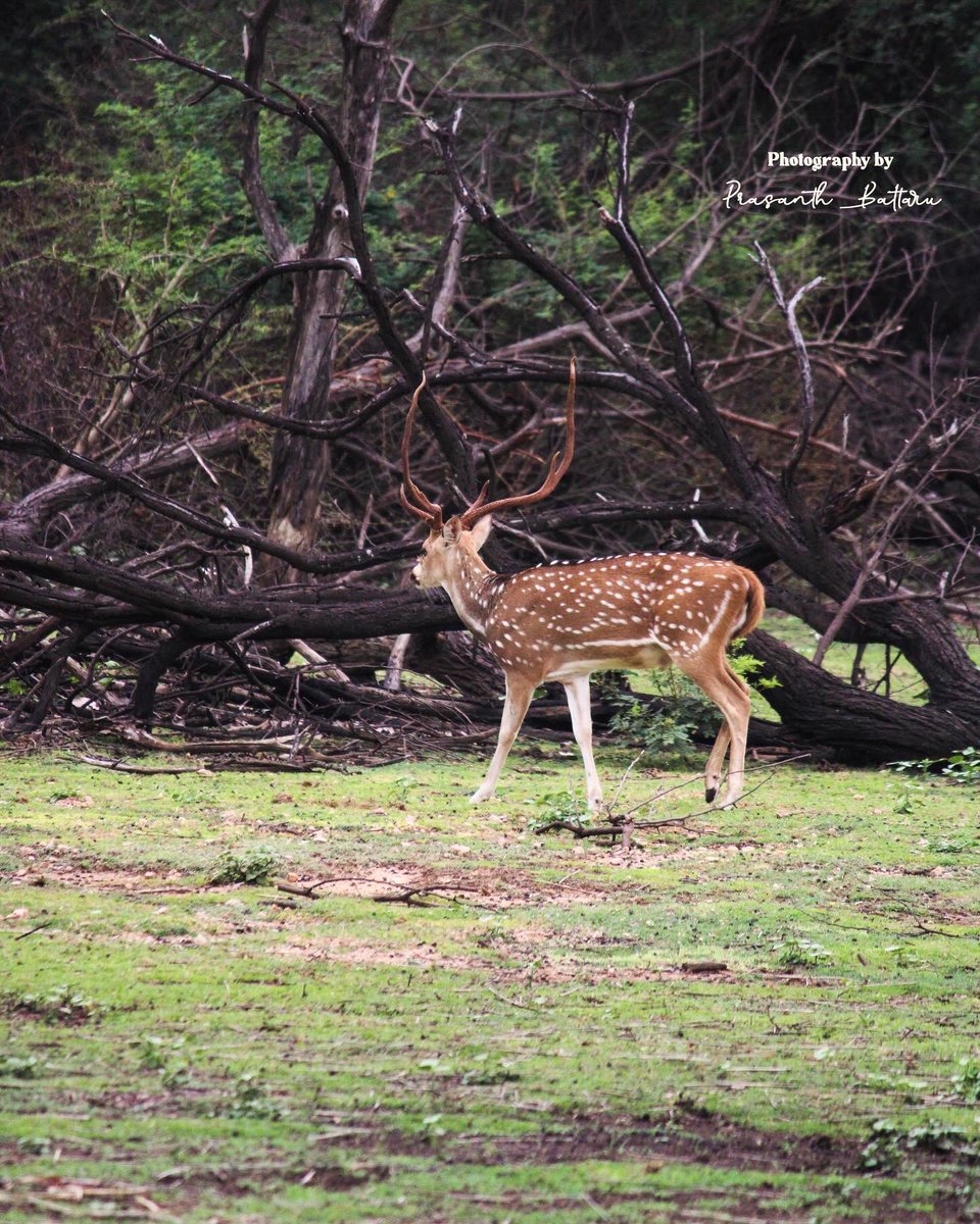 PrasanthBattaru's tweet photo. 🌟 Nature’s Beauty 🌿

See the colorful peacock and the gentle deer in their natural splendor. They show the wonder of our world. 🦚🦌

#nature #wildlife #peacock #deer #beauty https://t.co/uUoX3oHtbY