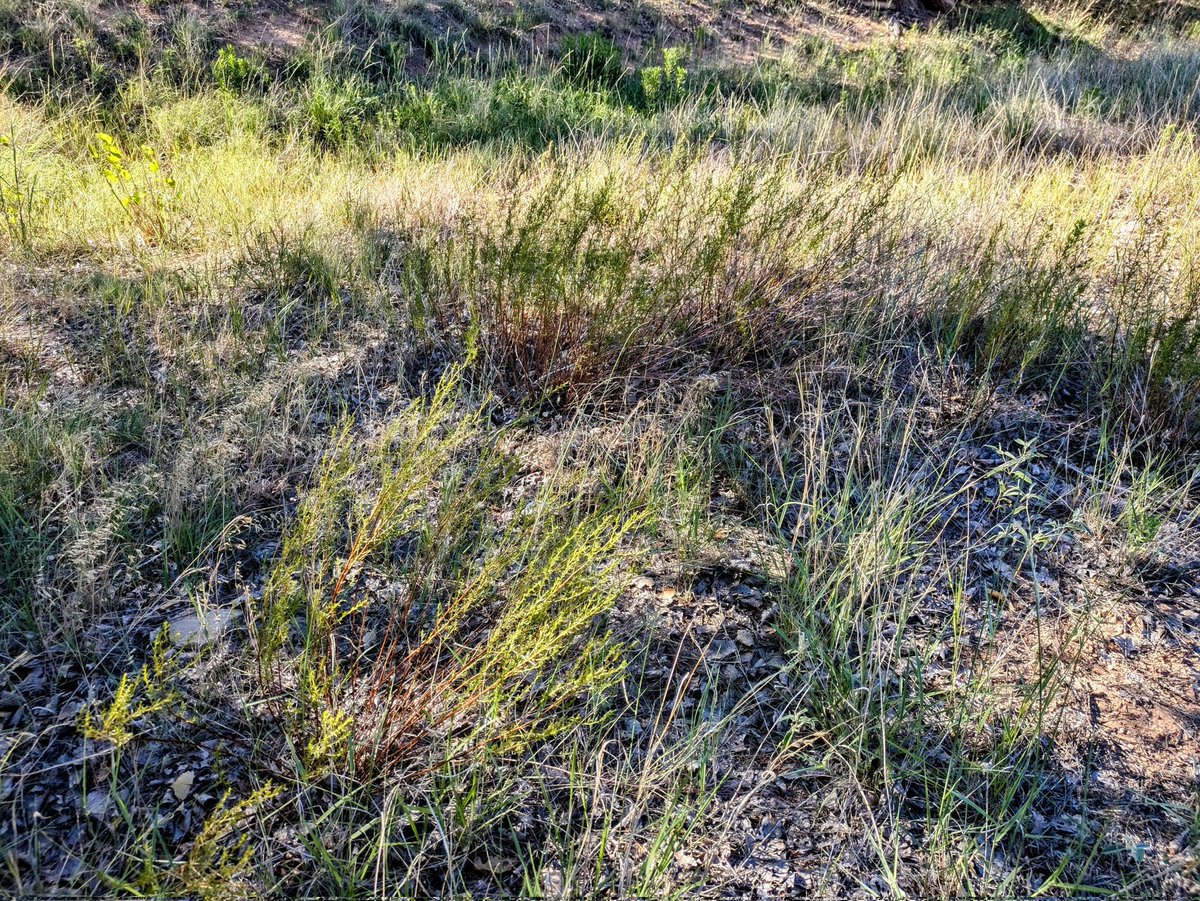 OgallalaLife's tweet photo. We've noticed lots of these clumpy plants recently @WildcatBluffNC, many near mature #saltcedar aka #tamarix
Worried that this invasive was multiplying, took a closer look.
Nope, it's #tarragon which is native & valuable indigenous #ethnobotany 🤠
https://t.co/QuL8LpUygH https://t.co/haa9dRzRbL