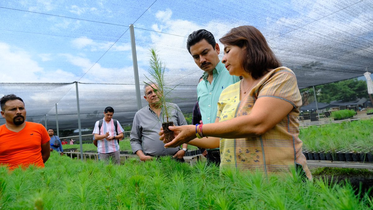 Noe Jara Cruz tweet media