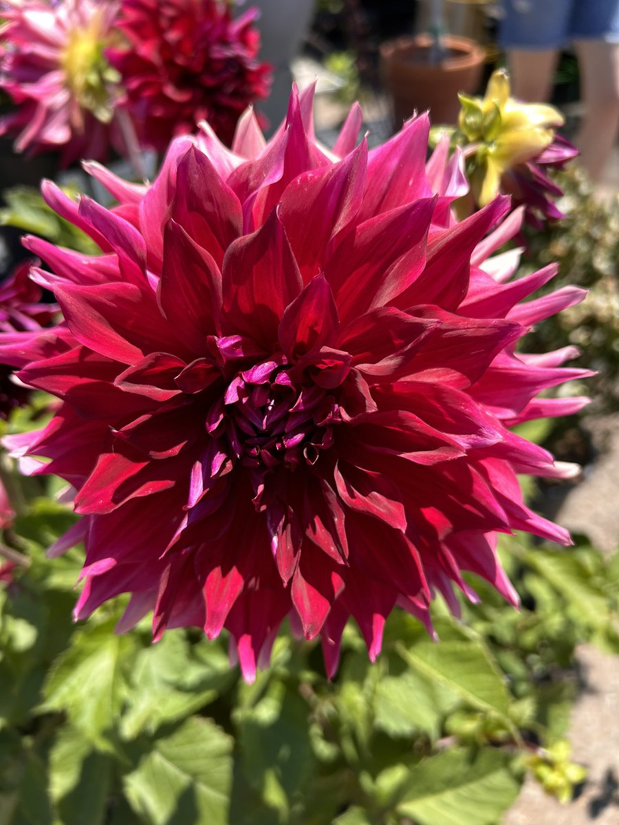 For #MagentaMonday an incredible dahlia bush I saw at a nursery that I should have bought! 🤷‍♀️