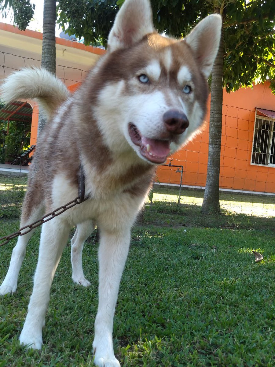 Es bueno saber que estás bien mi lobo ❤️