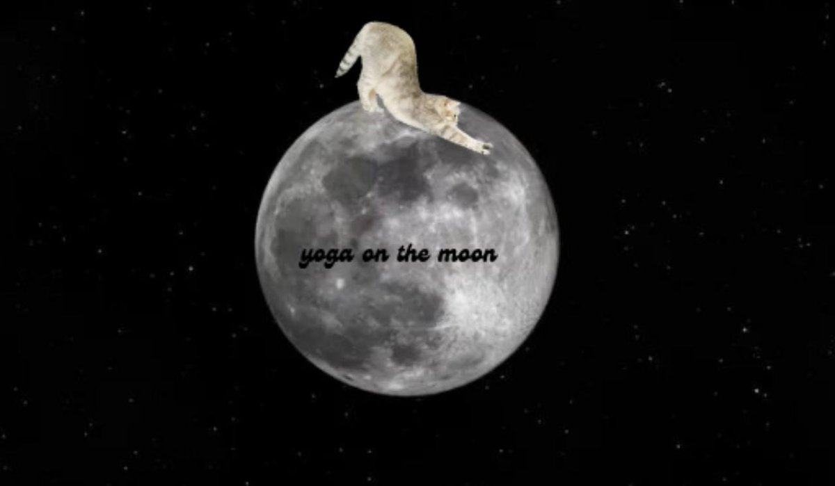YC_madridBb's tweet photo. @SolanaYogaCat to le milly'$!!
#YogaCat!! https://t.co/e06UQPwrZ5