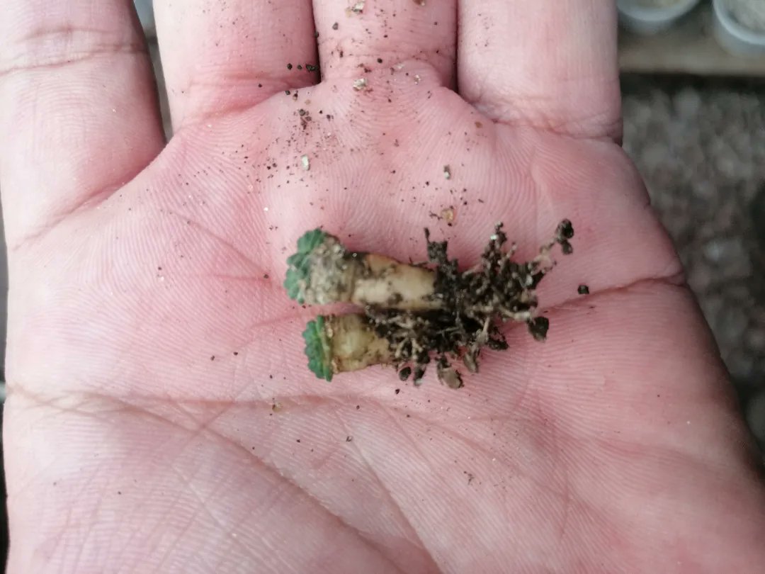 ElAridarium's tweet photo. Aztekium valdezii de 6 años 😳🌵🌵🌵🌵🌵🌵👌🏼 #cactaceas #succulentcollection #suculentas #LegendaryPlants #el_aridarium #pasionPorElCultivo #cactusysuculentas #CultivosLegendarios https://t.co/EqDaiMaO6V