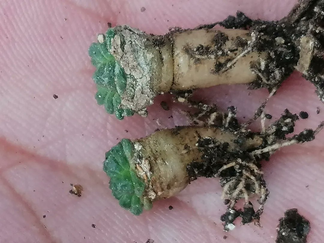 ElAridarium's tweet photo. Aztekium valdezii de 6 años 😳🌵🌵🌵🌵🌵🌵👌🏼 #cactaceas #succulentcollection #suculentas #LegendaryPlants #el_aridarium #pasionPorElCultivo #cactusysuculentas #CultivosLegendarios https://t.co/EqDaiMaO6V