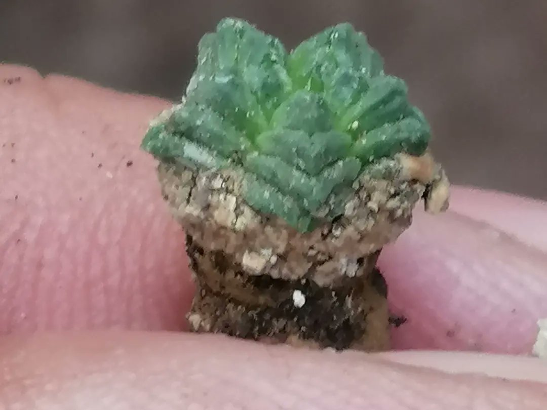 ElAridarium's tweet photo. Aztekium valdezii de 6 años 😳🌵🌵🌵🌵🌵🌵👌🏼 #cactaceas #succulentcollection #suculentas #LegendaryPlants #el_aridarium #pasionPorElCultivo #cactusysuculentas #CultivosLegendarios https://t.co/EqDaiMaO6V