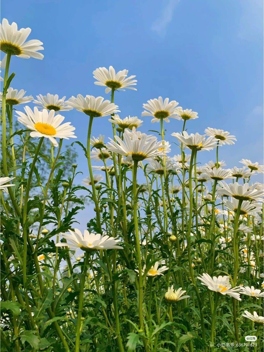 sunflower.🌻🤍 tweet media