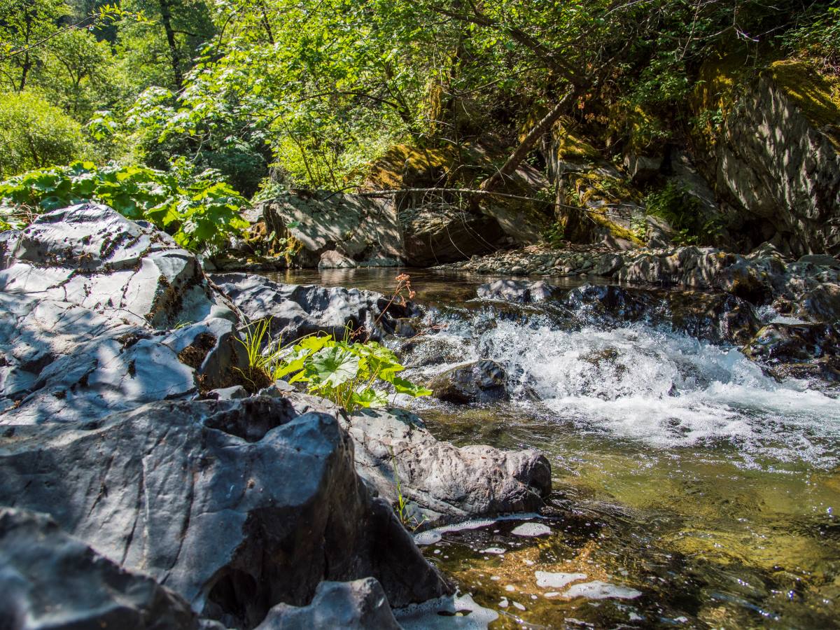 Happy #NationalForestWeek!

#DYK California is home to 18 national forests, including the two that touch our watershed, <a href="/USFSPlumas/">Plumas NF</a> and <a href="/Tahoe_NF/">USFS-Tahoe National Forest</a>? This week, we celebrate our forests and the many benefits they provide, from ensuring a healthy #CAwater supply to recreation + more.