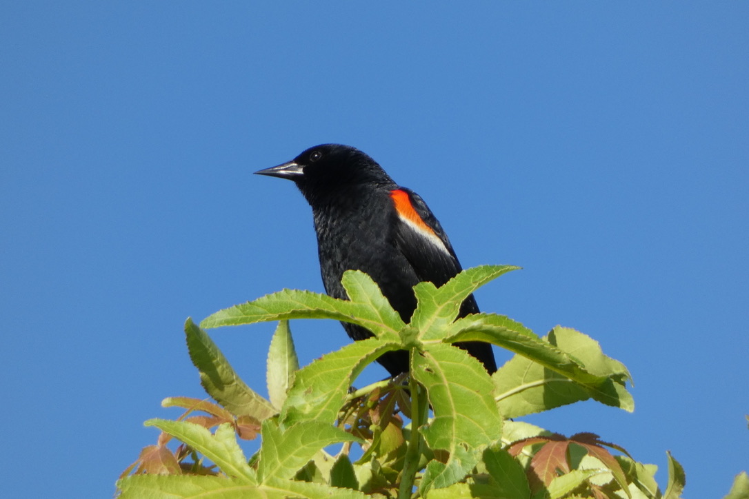 mawgdn's tweet photo. Red-winged #Blackbird and #blue sky, #AlphabetChallenge #WeekB https://t.co/F5Rd8J3BhK