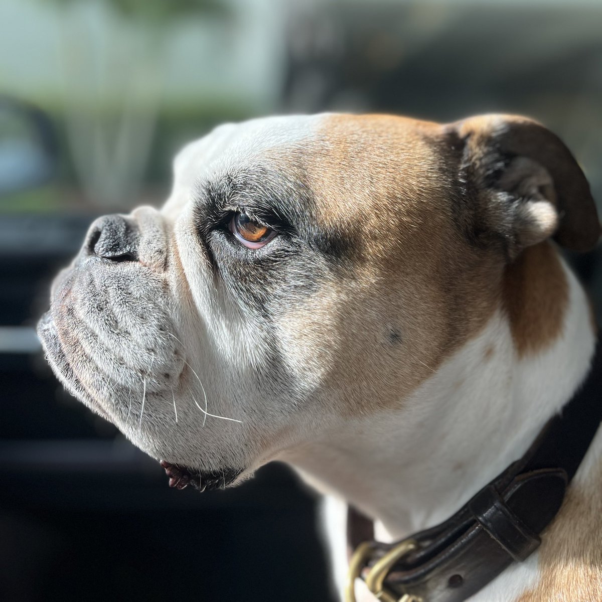 CaptainJohnFL's tweet photo. Good boy https://t.co/jNu6FyCfyD