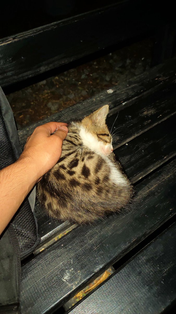 Shining izlerken ödüm koptu AMK kedisi dünyanın en tatlı şeyi falan