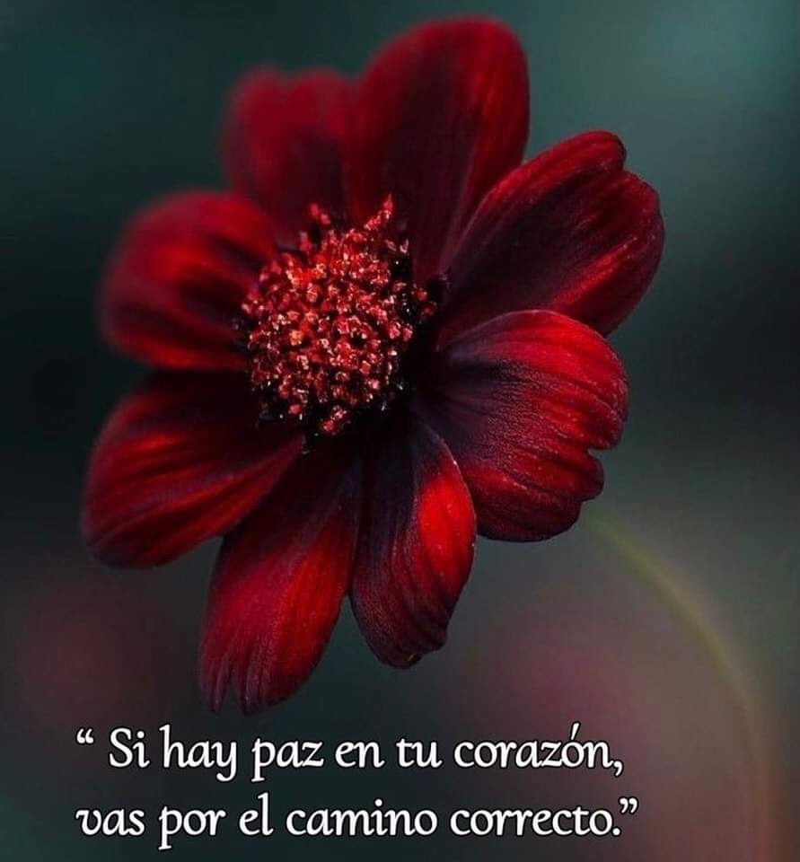 ConPolicias's tweet photo. Ya es lunes gracias al creador 🌼 que esté día y semana que comienza sea de muchas bendiciones y éxitos para todos saludos cuídense mucho 😎 #policiascondignidadvaloryjusticia #LigaDeGuerreros #conmexico https://t.co/vd0fW5ecmQ