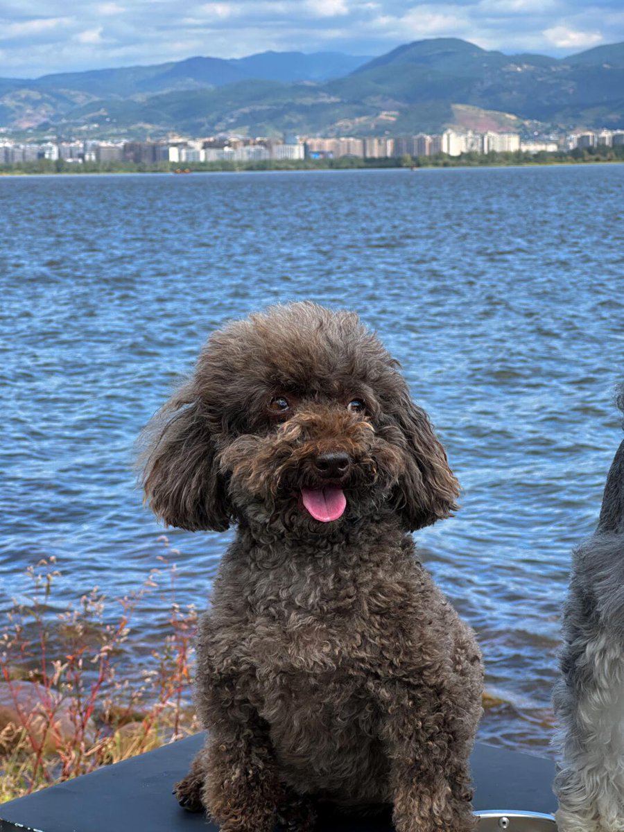 lyhangju's tweet photo. 初めて海を見る子犬🐕
#ロマンティックライフレコーダー
#海へ行こう #街子犬放浪記
#シュナウザー #ペット #シュナウザー #犬のいる日常 https://t.co/uLurNknqTi