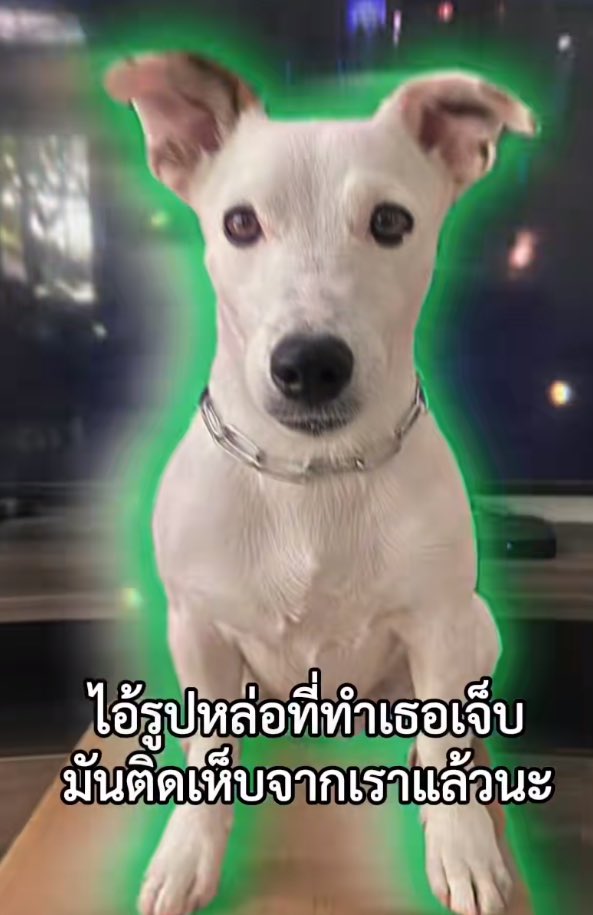 kunkankluay (@dogcontactt) on Twitter photo 