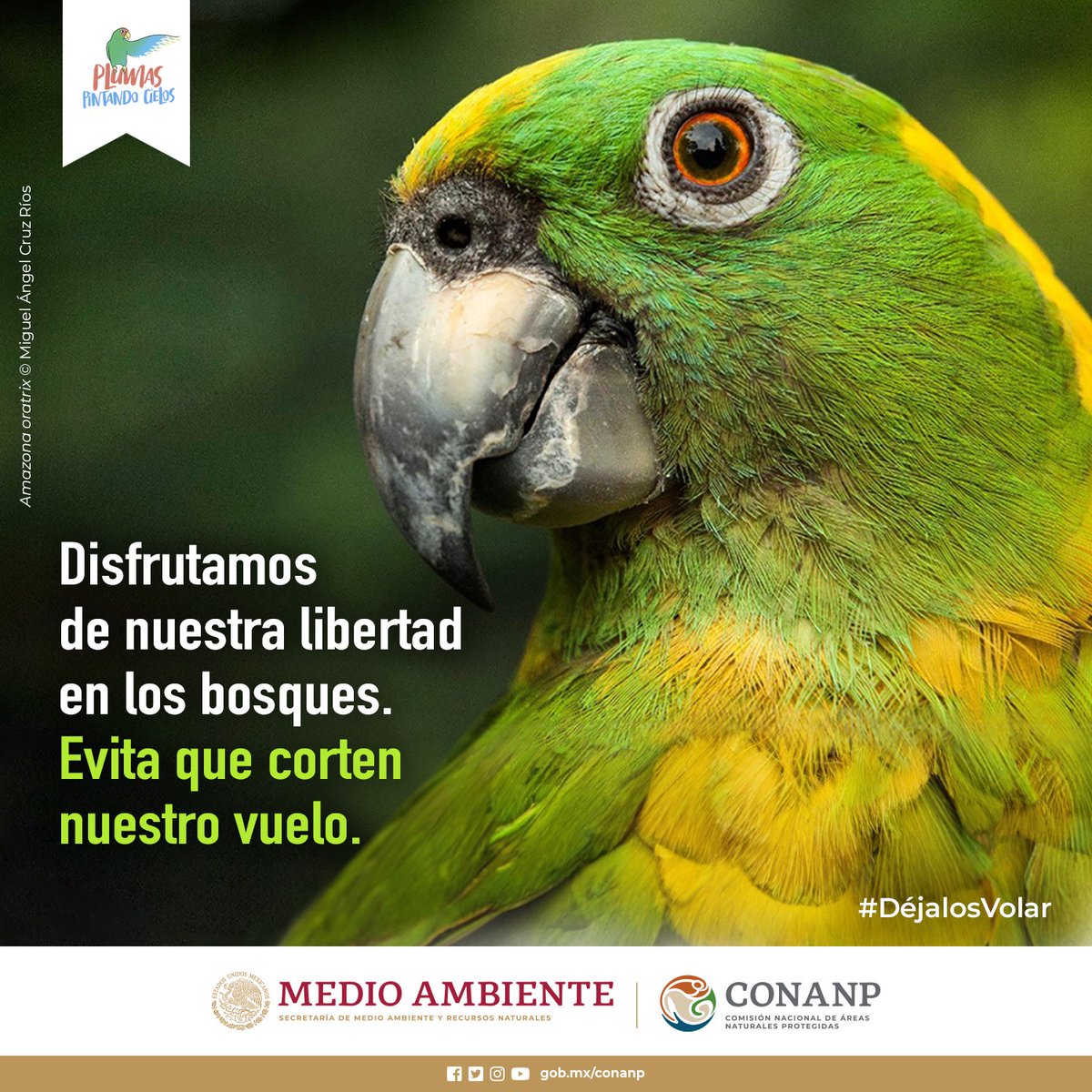 CONANP_mx's tweet photo. Los loros, pericos y guacamayas son aves que disfrutan de los entornos abiertos, les gusta volar y explorar en libertad. 🦜

¡Conservémoslos en su hábitat natural! ¡No los atrapes, no los compres! 🪶

#DéjalosVolar #NoCompresAvesSilvestres #ConservarParaVivir 🦜🌿🌊🌳🇲🇽 https://t.co/d4OgwWa5AS