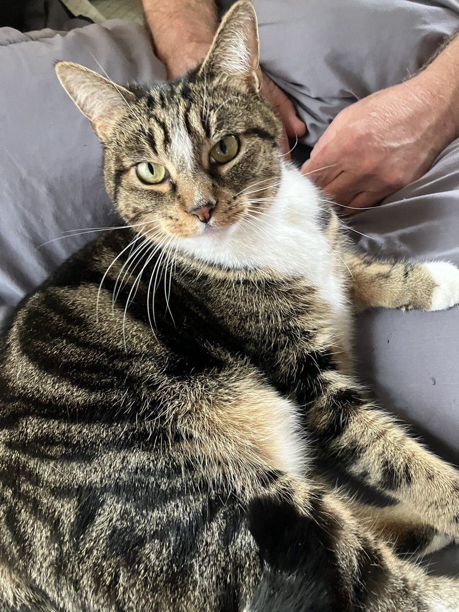 shadysmith219's tweet image. #PetsForBiden