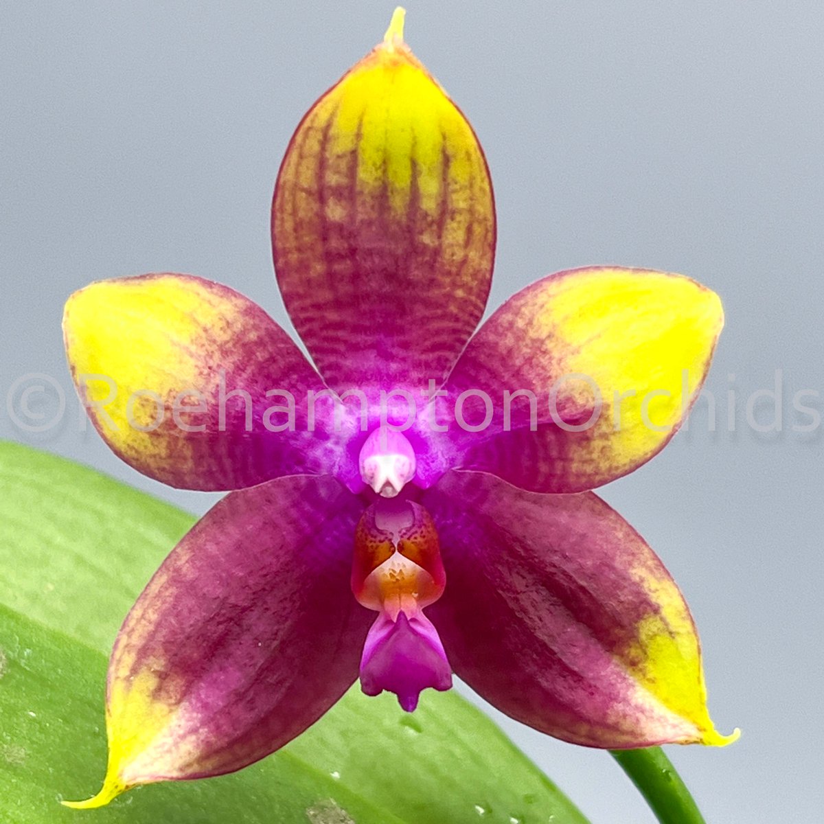 Roeorchids's tweet photo. Phal. Meidarland Kaiulani 
Which one do you like? 1-2-3-4?
-
Have you collected all the different variety of 
Phal. Meidarland Kaiulani ?  They all have a wonderful fragrance and absolute stunning colours!
-
#Roehamptonorchids #Canadianorchidgrowers https://t.co/rSGlytdDyg