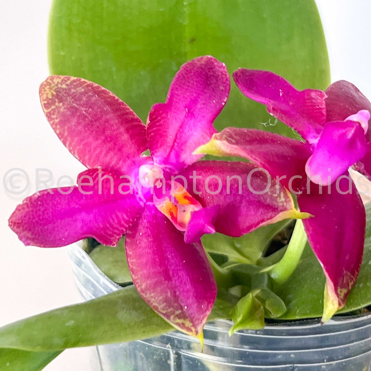 Roeorchids's tweet photo. Phal. Meidarland Kaiulani 
Which one do you like? 1-2-3-4?
-
Have you collected all the different variety of 
Phal. Meidarland Kaiulani ?  They all have a wonderful fragrance and absolute stunning colours!
-
#Roehamptonorchids #Canadianorchidgrowers https://t.co/rSGlytdDyg