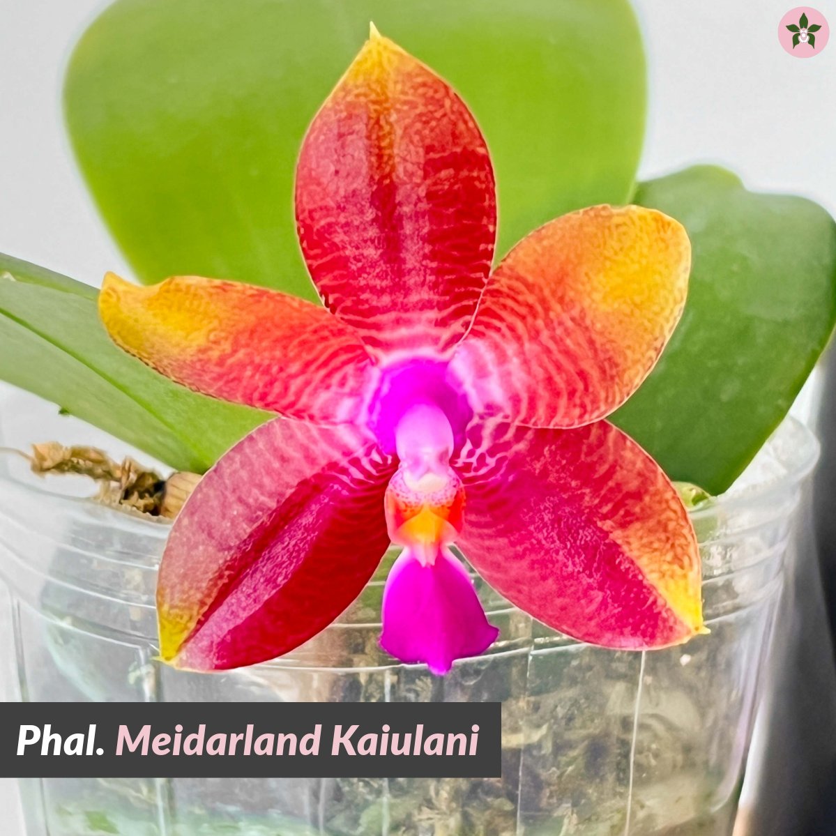 Roeorchids's tweet photo. Phal. Meidarland Kaiulani 
Which one do you like? 1-2-3-4?
-
Have you collected all the different variety of 
Phal. Meidarland Kaiulani ?  They all have a wonderful fragrance and absolute stunning colours!
-
#Roehamptonorchids #Canadianorchidgrowers https://t.co/rSGlytdDyg