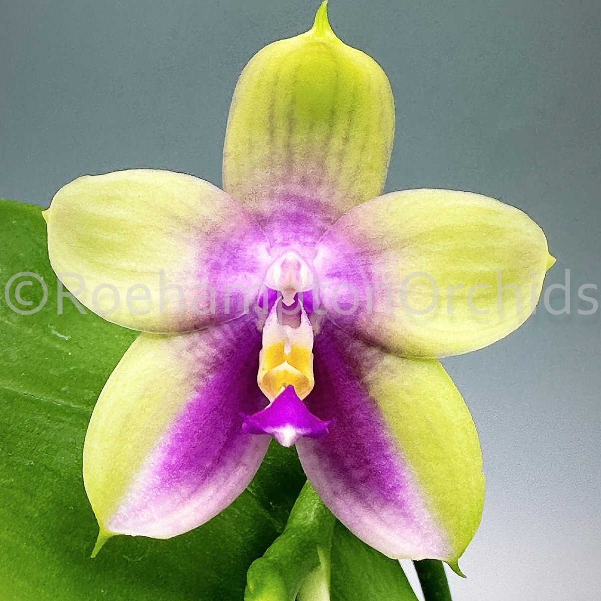 Roeorchids's tweet photo. Phal. Meidarland Kaiulani 
Which one do you like? 1-2-3-4?
-
Have you collected all the different variety of 
Phal. Meidarland Kaiulani ?  They all have a wonderful fragrance and absolute stunning colours!
-
#Roehamptonorchids #Canadianorchidgrowers https://t.co/rSGlytdDyg