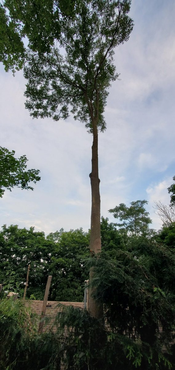 ATinyGreenCell's tweet photo. Welp I maxed out my credit card but the trees that would have caved in my home roof and likely shmushed me in my sleep are gone. Gonna sell more plasmids to pay this down. If anyone wants a chromoprotein set check out my shop https://t.co/BzEQUuJ65l

DM me if your order is late! https://t.co/cF9rHWrgtx