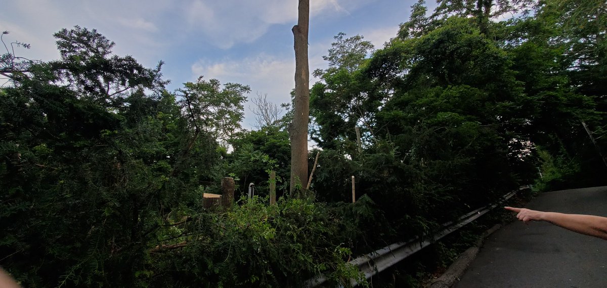 ATinyGreenCell's tweet photo. Welp I maxed out my credit card but the trees that would have caved in my home roof and likely shmushed me in my sleep are gone. Gonna sell more plasmids to pay this down. If anyone wants a chromoprotein set check out my shop https://t.co/BzEQUuJ65l

DM me if your order is late! https://t.co/cF9rHWrgtx