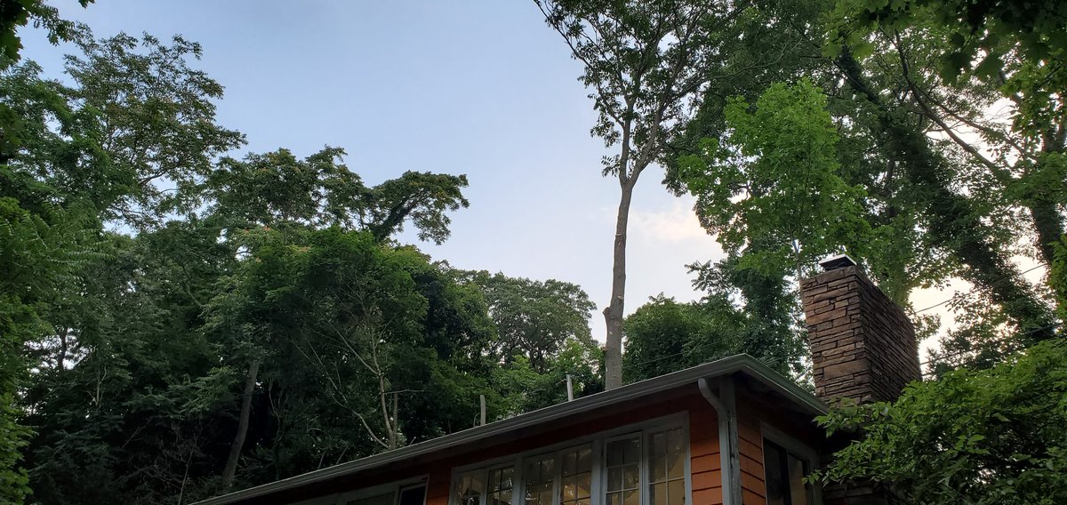 ATinyGreenCell's tweet photo. Welp I maxed out my credit card but the trees that would have caved in my home roof and likely shmushed me in my sleep are gone. Gonna sell more plasmids to pay this down. If anyone wants a chromoprotein set check out my shop https://t.co/BzEQUuJ65l

DM me if your order is late! https://t.co/cF9rHWrgtx
