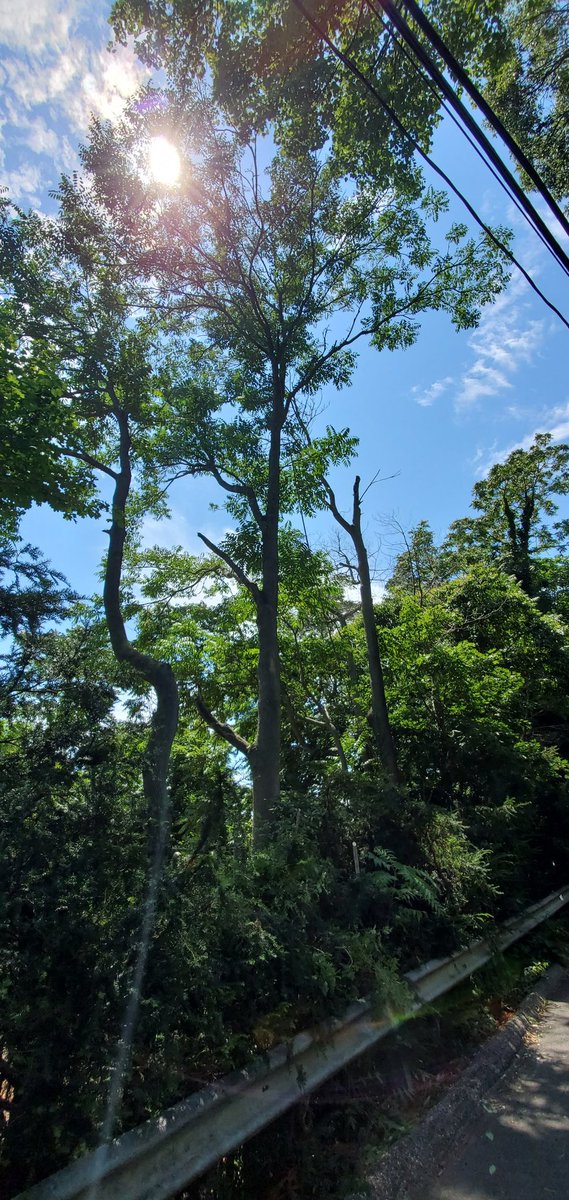 ATinyGreenCell's tweet photo. Welp I maxed out my credit card but the trees that would have caved in my home roof and likely shmushed me in my sleep are gone. Gonna sell more plasmids to pay this down. If anyone wants a chromoprotein set check out my shop https://t.co/BzEQUuJ65l

DM me if your order is late! https://t.co/cF9rHWrgtx