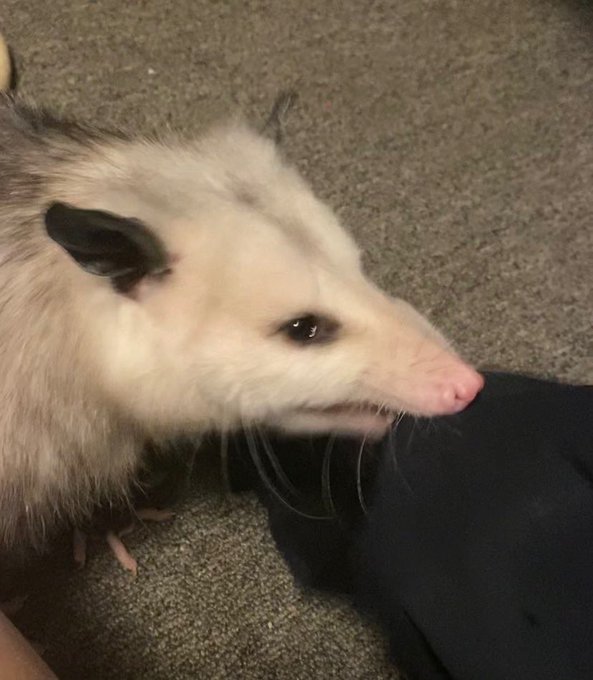 I&rsquo;ve been obsessed with root beer lately and the store didn&rsquo;t have the kind I like last night so I had