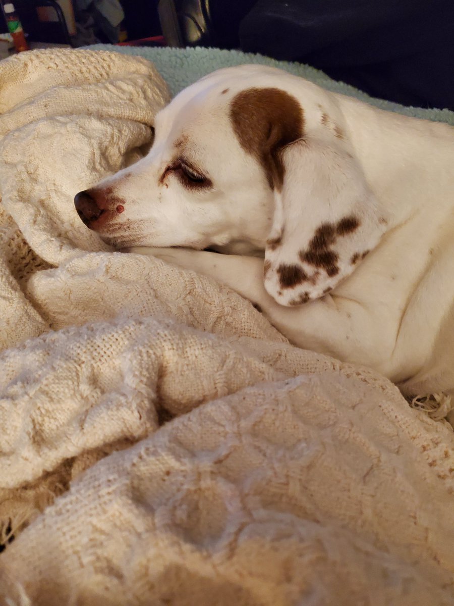 Red Elf Lady tweet media