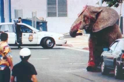 FotosDeFatos's tweet photo. Em 1994, depois de 12 anos de tortura em um circo no Havaí, esta pobre elefanta chamada Tyke conseguiu escapar. Irada, feriu 6 pessoas até a polícia atirar nela 86 vezes a matando. A expressão nos olhos dela diz tudo. https://t.co/90Nmp0XXTT