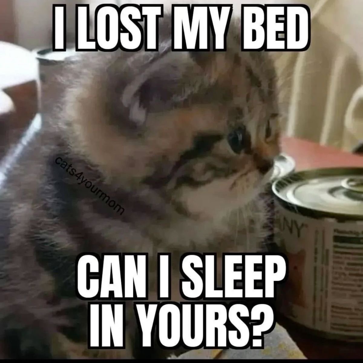 chaotic cats (@chaoticcatpics) on Twitter photo 