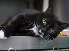 Awesome oldie tuxie boy "Luno" from the awful NYC ACC was adopted after over a month! May the rest of his life be as charmed! Yay Luno and thank you adopter! 🥰👍👏😺