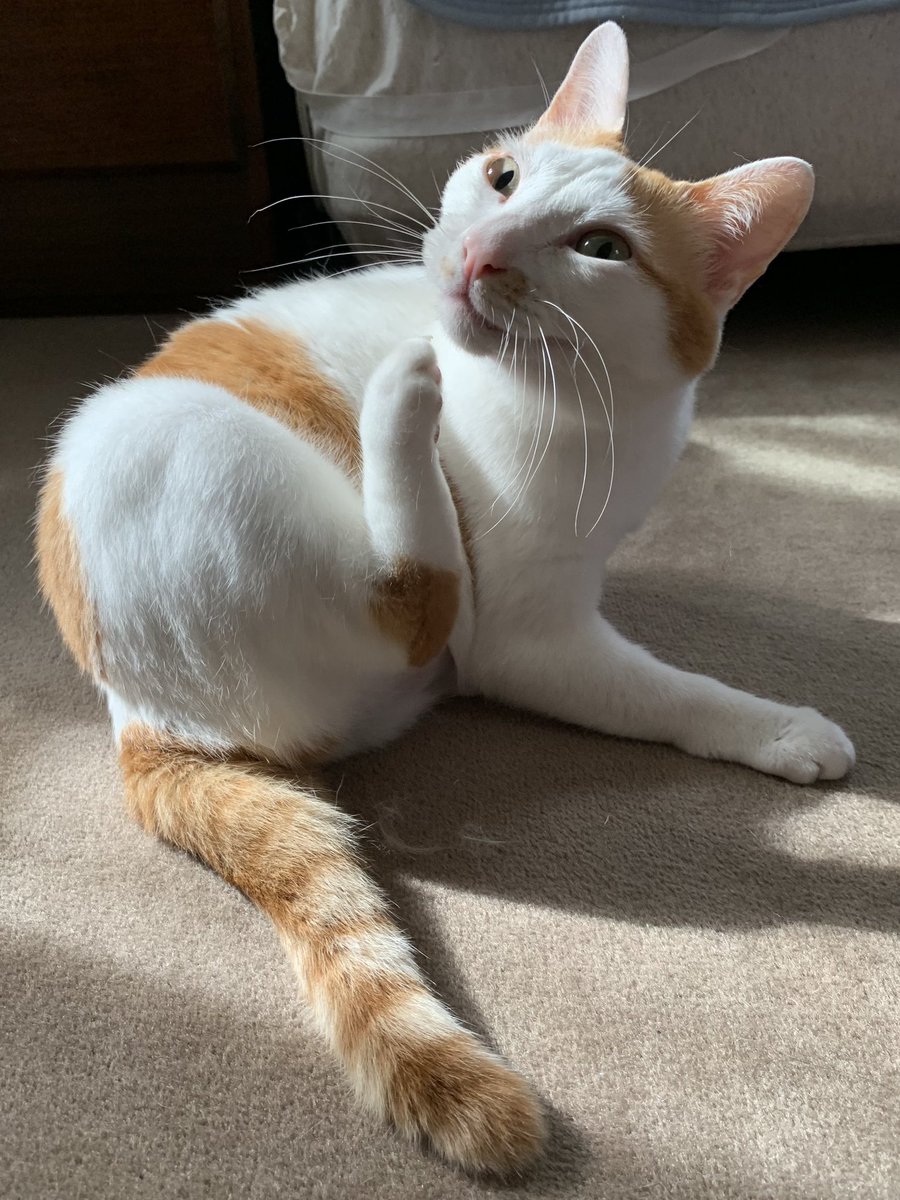Tooooru9Tooooru's tweet photo. おはようございます
曇り空☁️32℃
痒い所に足が届く🐈
＃猫のいる暮らし
＃猫好きさんと繋がりたい https://t.co/ofVJi3tckQ