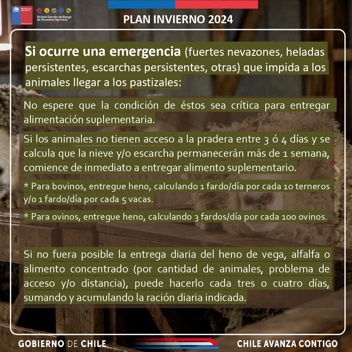 MinagriAysen's tweet photo. #PlanDeInvierno | ¿Cuáles recomendaciones puedo seguir para el cuidado ganadero en invierno?

Tras las bajas temperaturas en la Patagonia, te invitamos a considerar estos datos que proporciona el UGRA del @MinagriCL para el balance forrajero y la alimentación de bovinos y ovinos. https://t.co/Efxy1CPiMH
