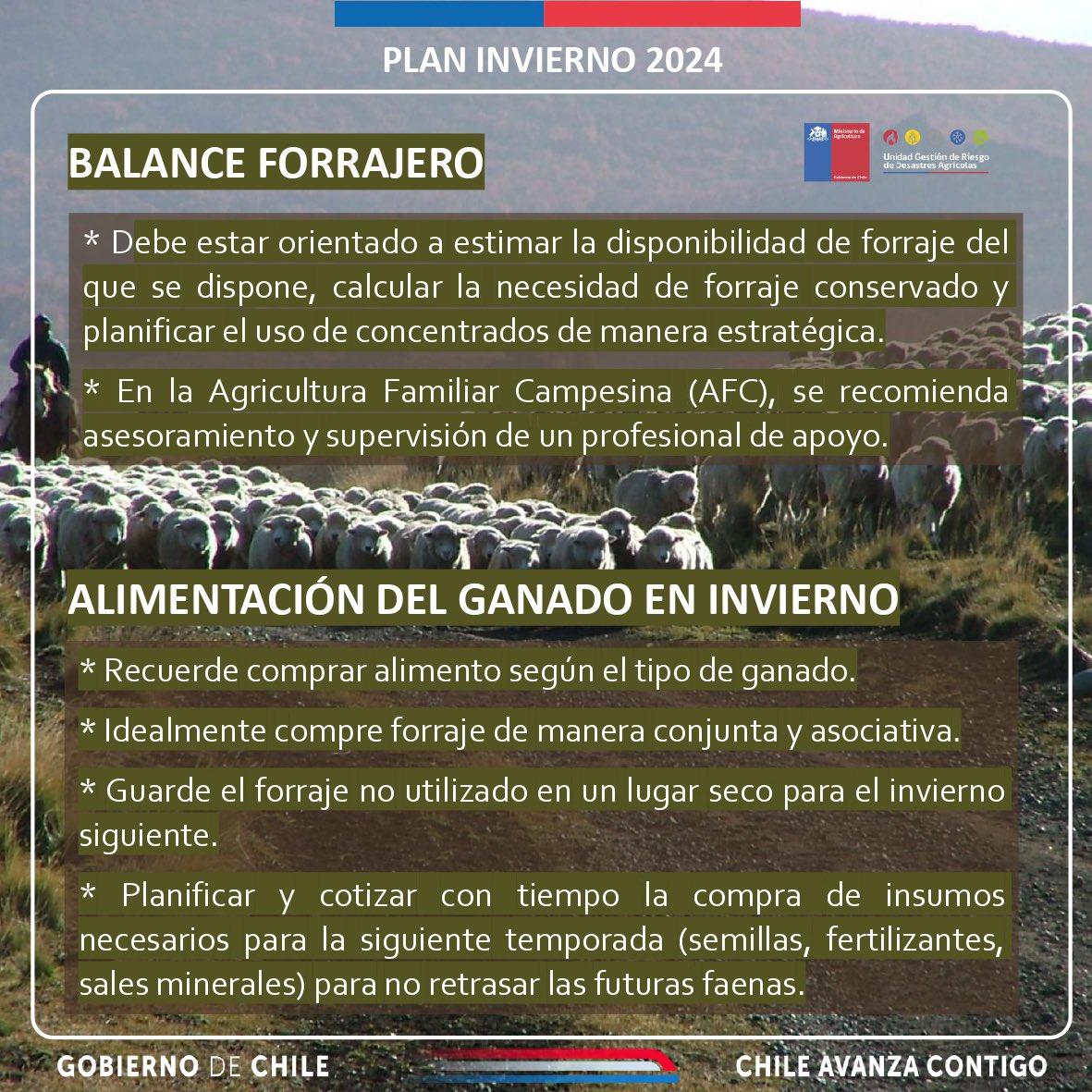 Minagri Aysén (@minagriaysen) on Twitter photo #PlanDeInvierno | ¿Cuáles recomendaciones puedo seguir para el cuidado ganadero en invierno?
Tras las bajas temperaturas en la Patagonia, te invitamos a considerar estos datos que proporciona el UGRA del <a href="/MinagriCL/">Ministerio de Agricultura de Chile 🇨🇱</a> para el balance forrajero y la alimentación de bovinos y ovinos. #PlanDeInvierno | ¿Cuáles recomendaciones puedo seguir para el cuidado ganadero en invierno?
Tras las bajas temperaturas en la Patagonia, te invitamos a considerar estos datos que proporciona el UGRA del <a href="/MinagriCL/">Ministerio de Agricultura de Chile 🇨🇱</a> para el balance forrajero y la alimentación de bovinos y ovinos.