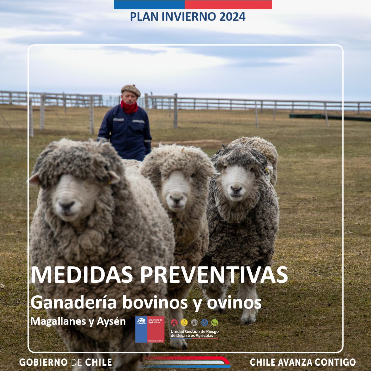 MinagriAysen's tweet photo. #PlanDeInvierno | ¿Cuáles recomendaciones puedo seguir para el cuidado ganadero en invierno?

Tras las bajas temperaturas en la Patagonia, te invitamos a considerar estos datos que proporciona el UGRA del @MinagriCL para el balance forrajero y la alimentación de bovinos y ovinos. https://t.co/Efxy1CPiMH