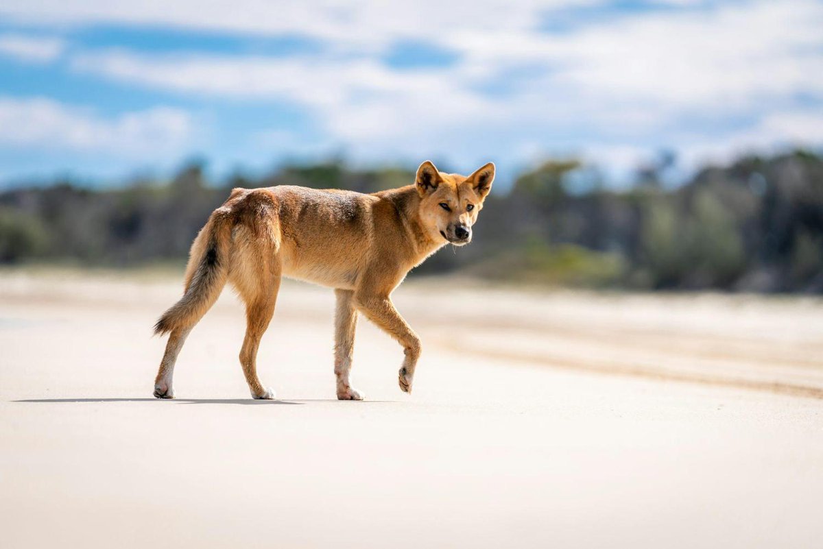 What were dingoes like before the European invasion? Centuries-old DNA reveals a surprising history 
theconversation.com/what-were-ding…