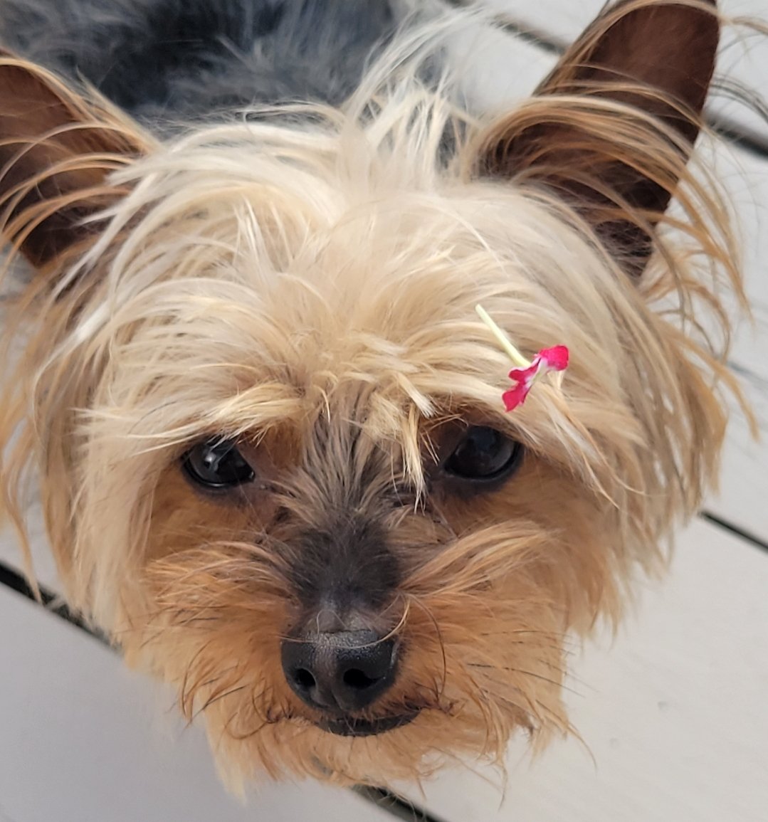 CyanNova2's tweet photo. @BlueStormComin1 #DogsforBiden πππ https://t.co/TBR3ReDfAr