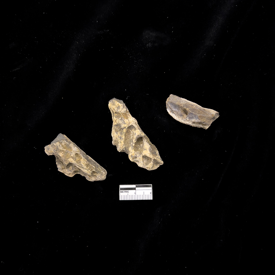 DenverMuseumNS's tweet photo. There are hollow, oval-shaped pupal chambers in the bone that we can still see today. Even though this bone is from a vertebrate like a dinosaur or a crocodile, this #MadagascarMonday trace fossil is called Cubiculum ornatus. Have you seen any future trace fossils lately? #dmms https://t.co/OD81YfsfBT