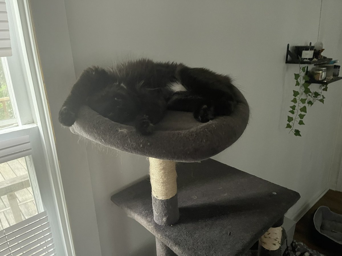collyn_g's tweet photo. @_Hexting Does the shadow have any fun sleeping positions? https://t.co/l4ZsFDzWHj