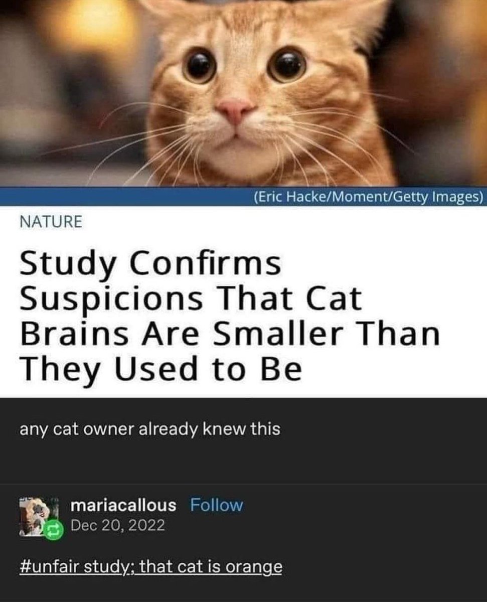PostsOfCats tweet picture