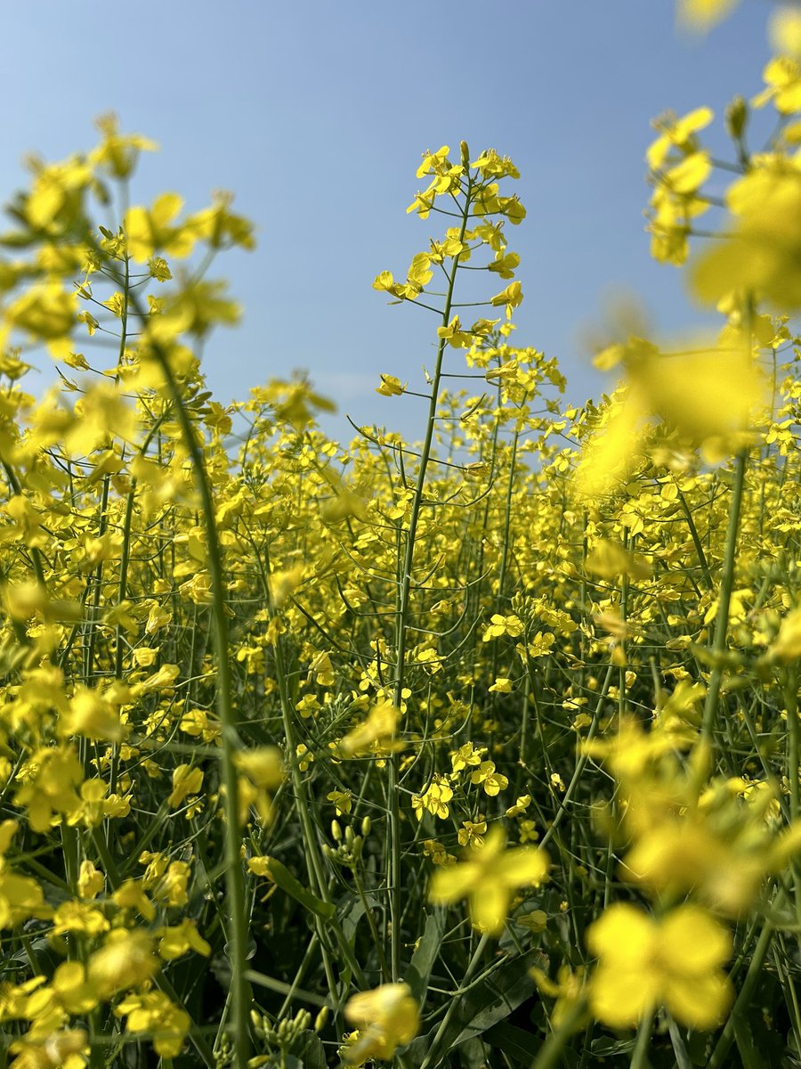 What a great day to be out in the field checking out some #NewEarlies, InVigor L333PC and InVigor L330PC! 🌱#InVigor <a href="/BASFAgSolutions/">BASF Agricultural Solutions Canada</a>